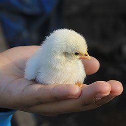 Chicken Industry: Self-Sustaining family income