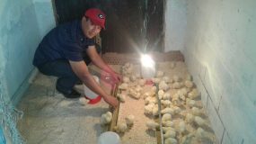 The Family Chicken Industry Project
