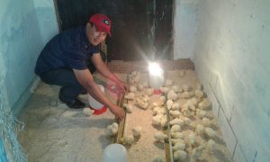 The Family Chicken Industry Project
