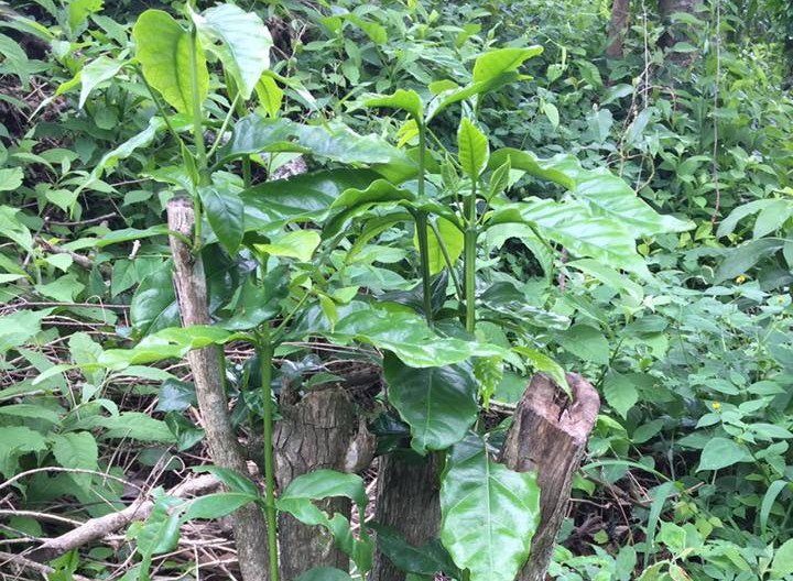 Older, mature coffee plants have been trimmed back to produce new sprigs which will produce coffee beans in the near future.